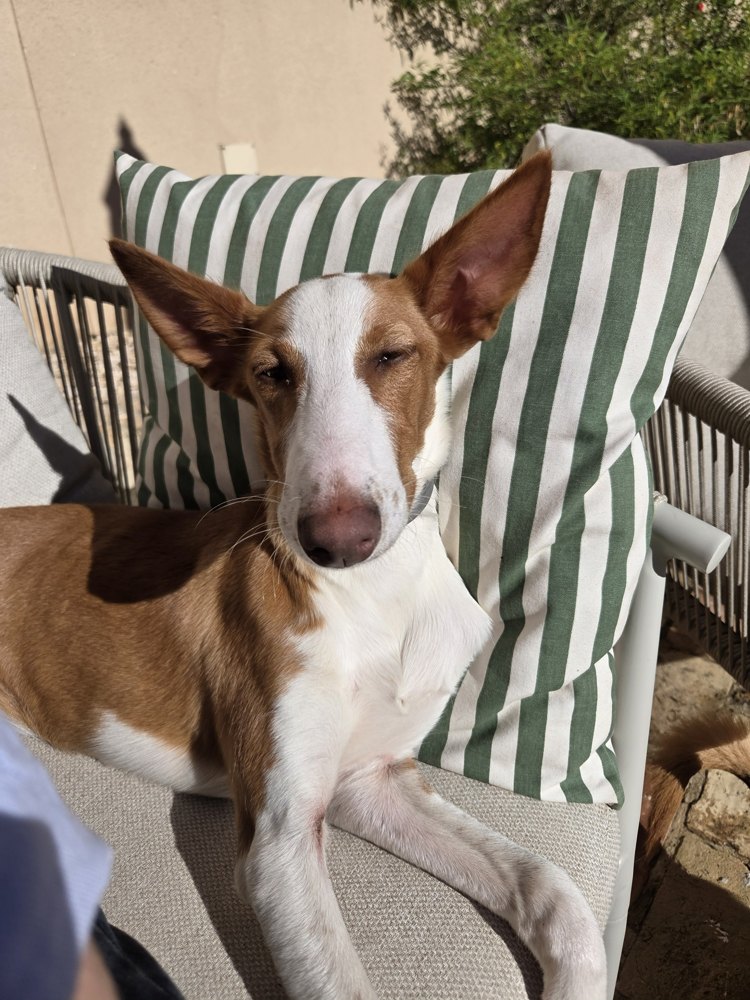 Jenny the podenco at Savi Coliving